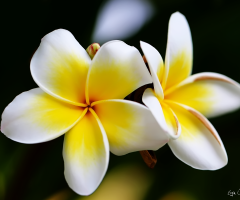 White & Yellow
