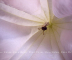 Honey Bee