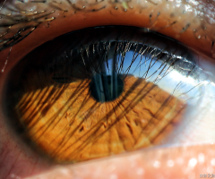 Macro Eye Work