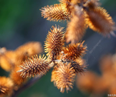 Thorn Bokeh