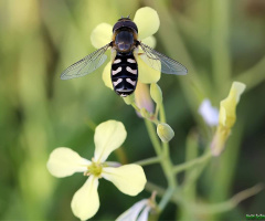 Genus Scaeva - Zebra Sinek