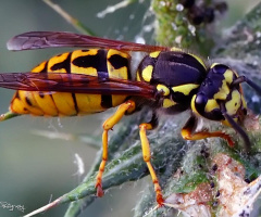 Hornet