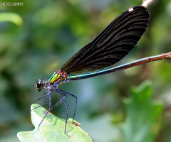 Dragonfly Yusufçuk