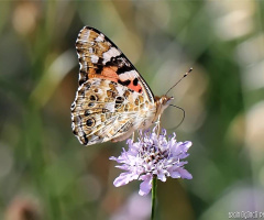 King of the insect!