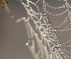 Macro Cobweb - Örümcek Ağı