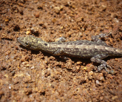 camouflage