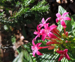 Pentas and Pine