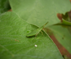camouflage