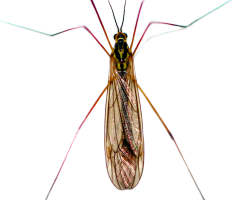 Macro Fly