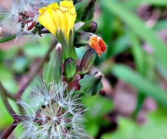 Weed and Seed 