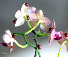 Ladybirds