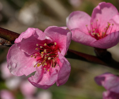 Peach blossum