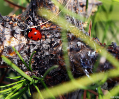 Ladybug