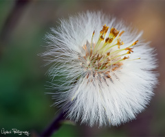 Taraxacum