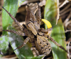 Spider Girl :)
