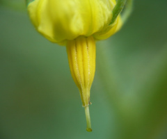 tomato flower