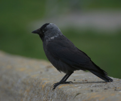 The Karga II