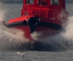 seagull.1