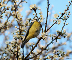 Mésange