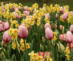Tulipes