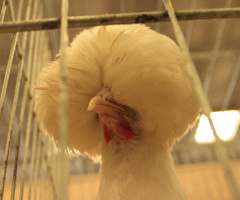 Poule