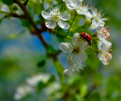 spring