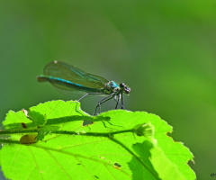 Libellule