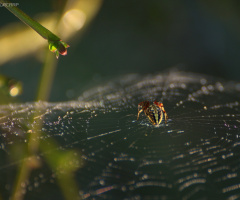 The awakening of nature..