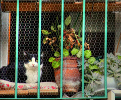 BEKLEYEN KEDİ