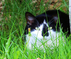 Happy Kitty