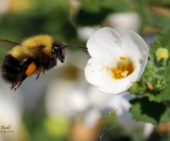 Busy Bee