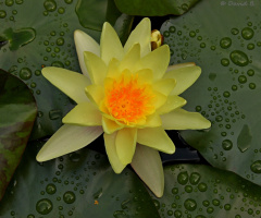 Nénuphar