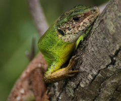 Greengo