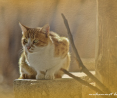 Kedi