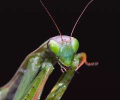 Mantis