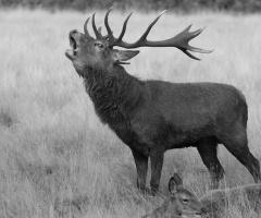 Deer showing his power