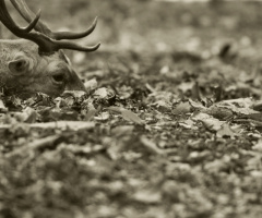 Deer relaxing in the leaves