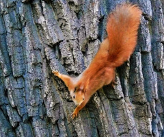 RED SQUIRREL 