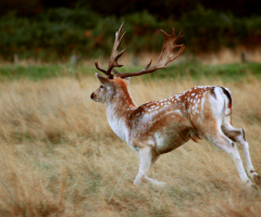 Deer jumping!!!