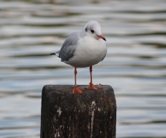 Seagull relaxing
