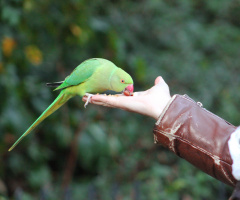 Feeding the parrot
