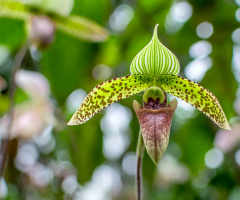 Orchid Paphiopedilum sukhakhulii 