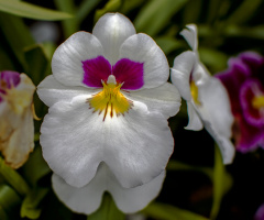 Orchid Miltoniopsis roezlii