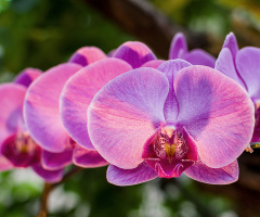Orchid  Phalaenopsis