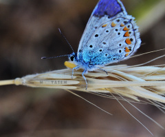 Mavis Butterfly