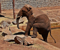 Acrobat Elephant