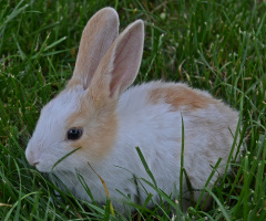Baby Rabbit :)