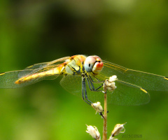 Dragonfly Smile :)