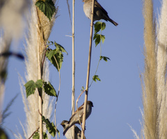 Vali Recep Yazıcıoğlu Parkında Kuşlar