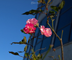 Pembe Gül  Çiçeği